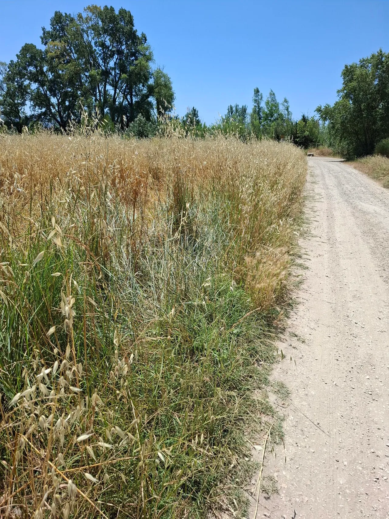 Le chemin de desserte longeant le terrain, côté gauche du rond-point.