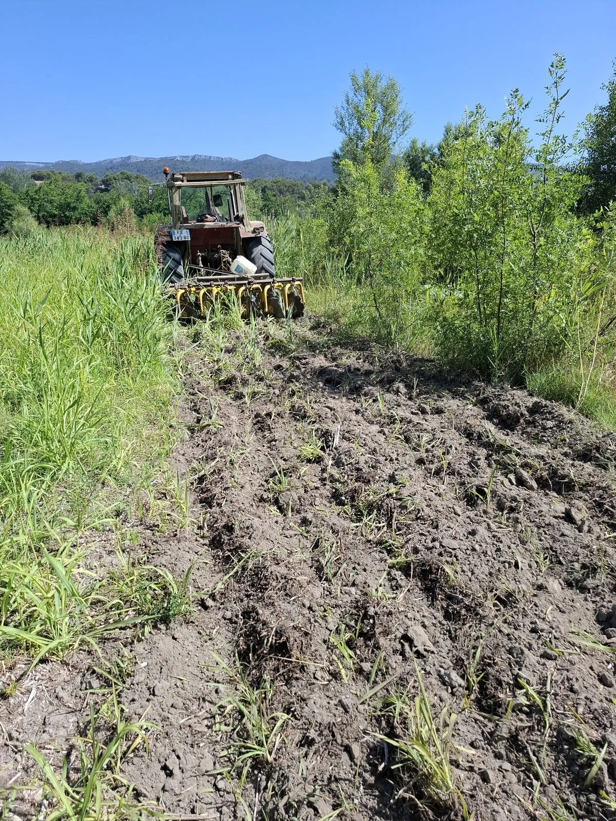 Après plusieurs passages, le sol est retourné et les rhizomes remontés en surface.