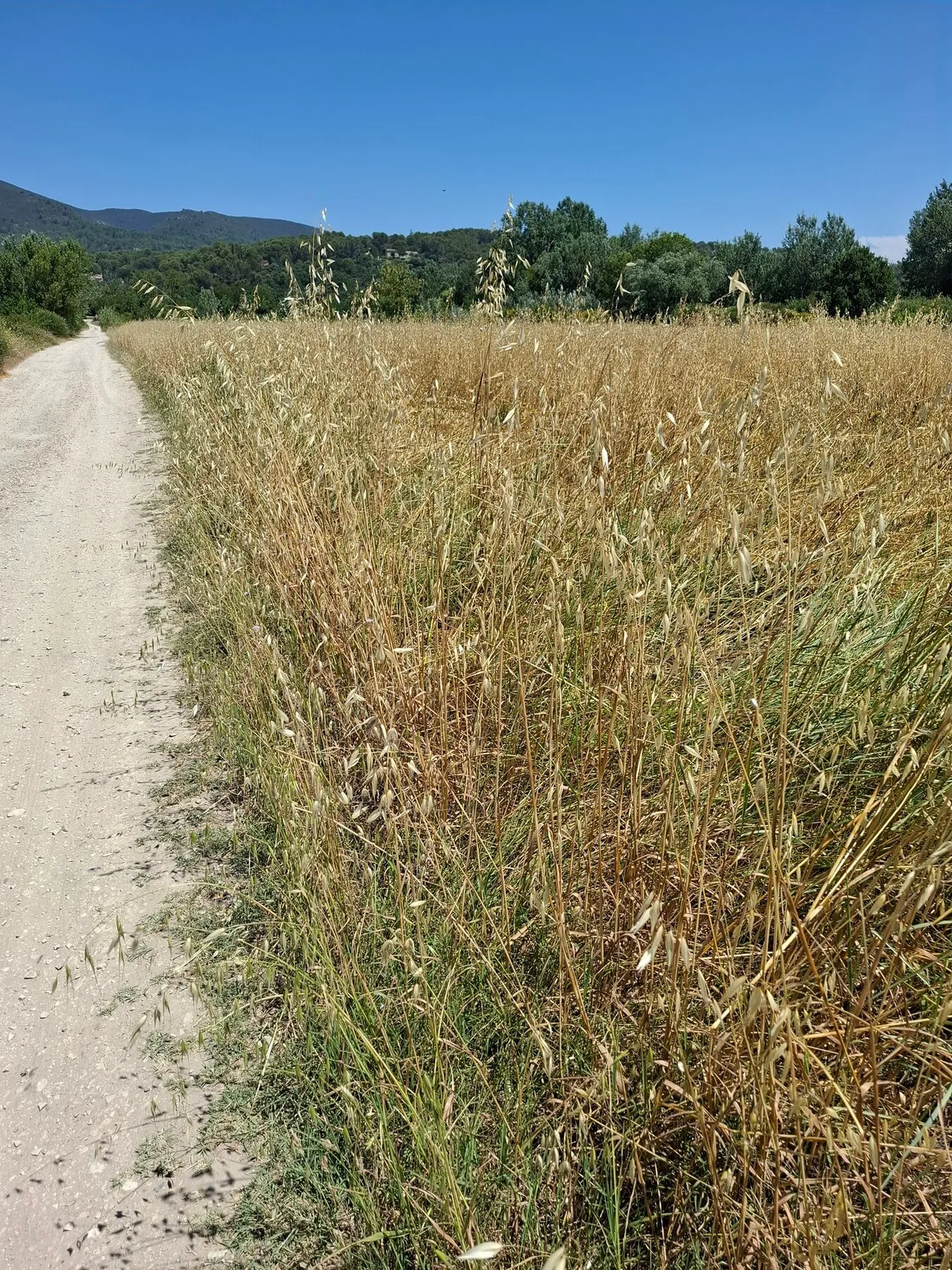 Les parcelles encore en friche : avoine sauvage et hautes herbes avant défrichage.