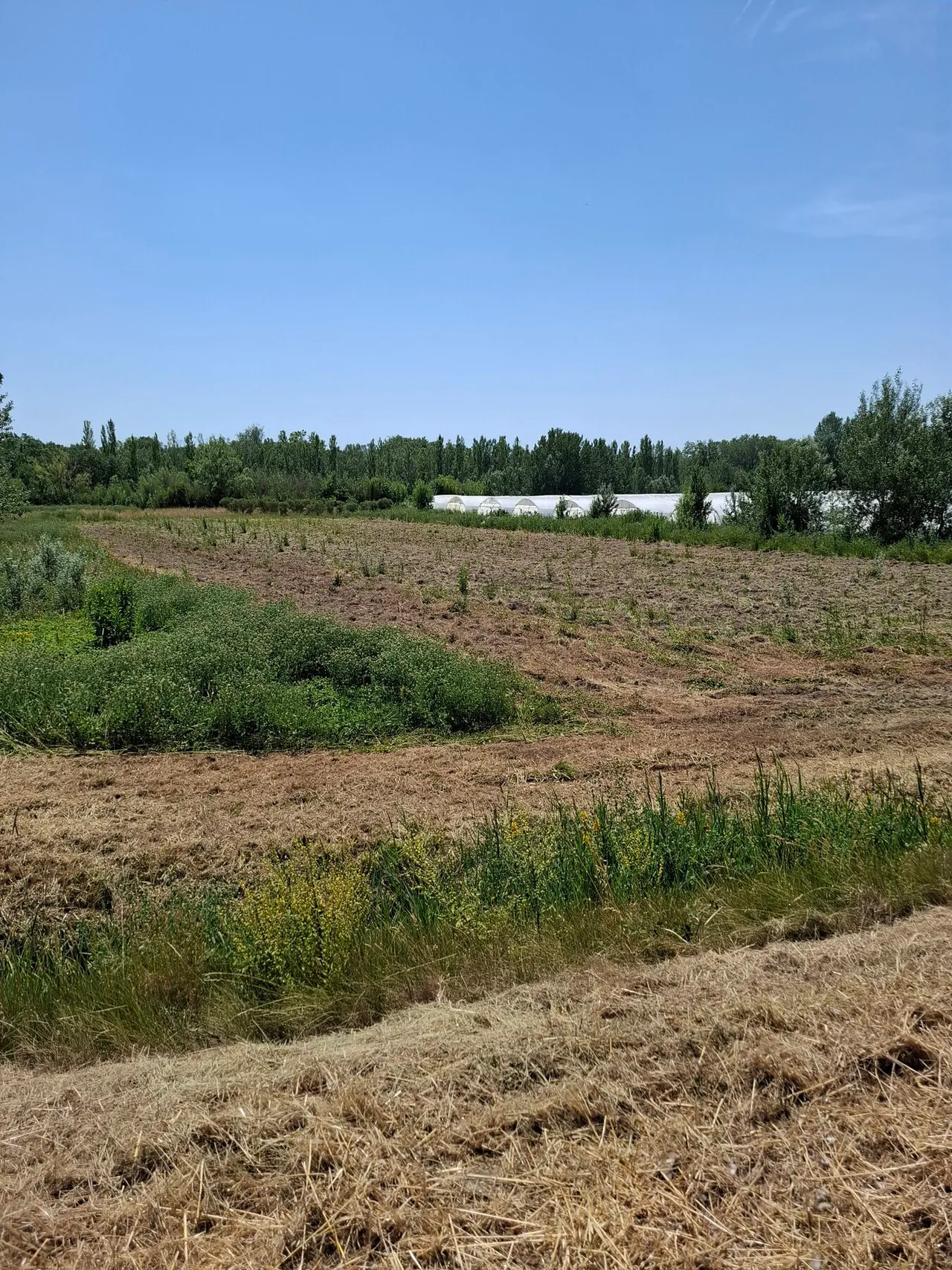 Parcelles en cours de défrichage, débris végétaux en surface.
