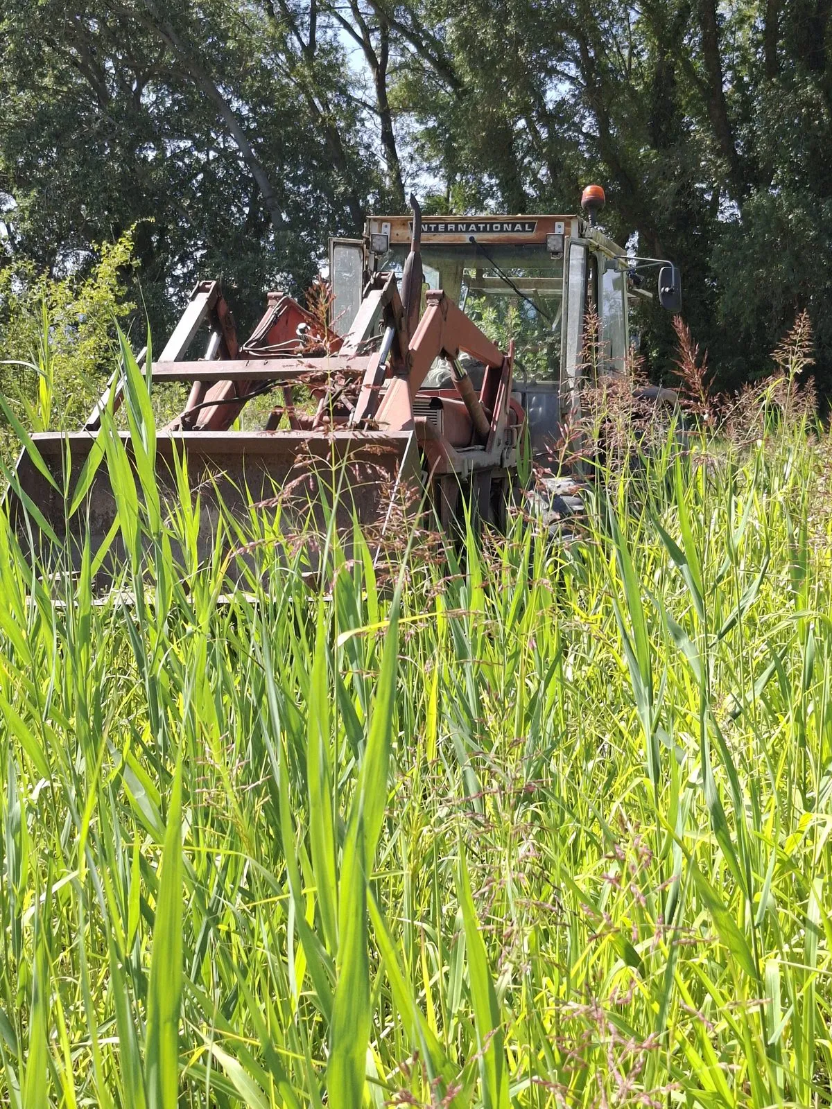 Les cannes dépassent la cabine du tracteur : plusieurs mètres de haut.