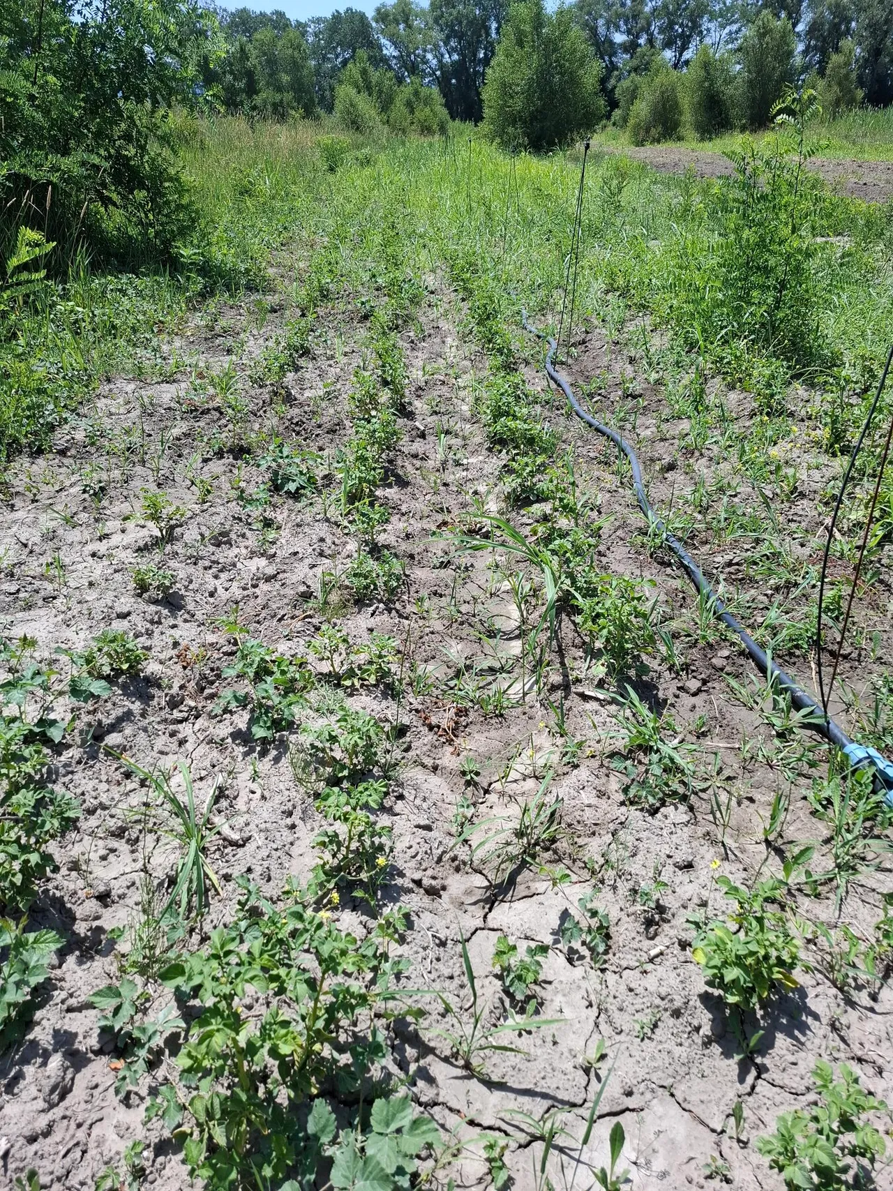 Premiers rangs plantés et ligne de goutte-à-goutte alimentée par le canal.