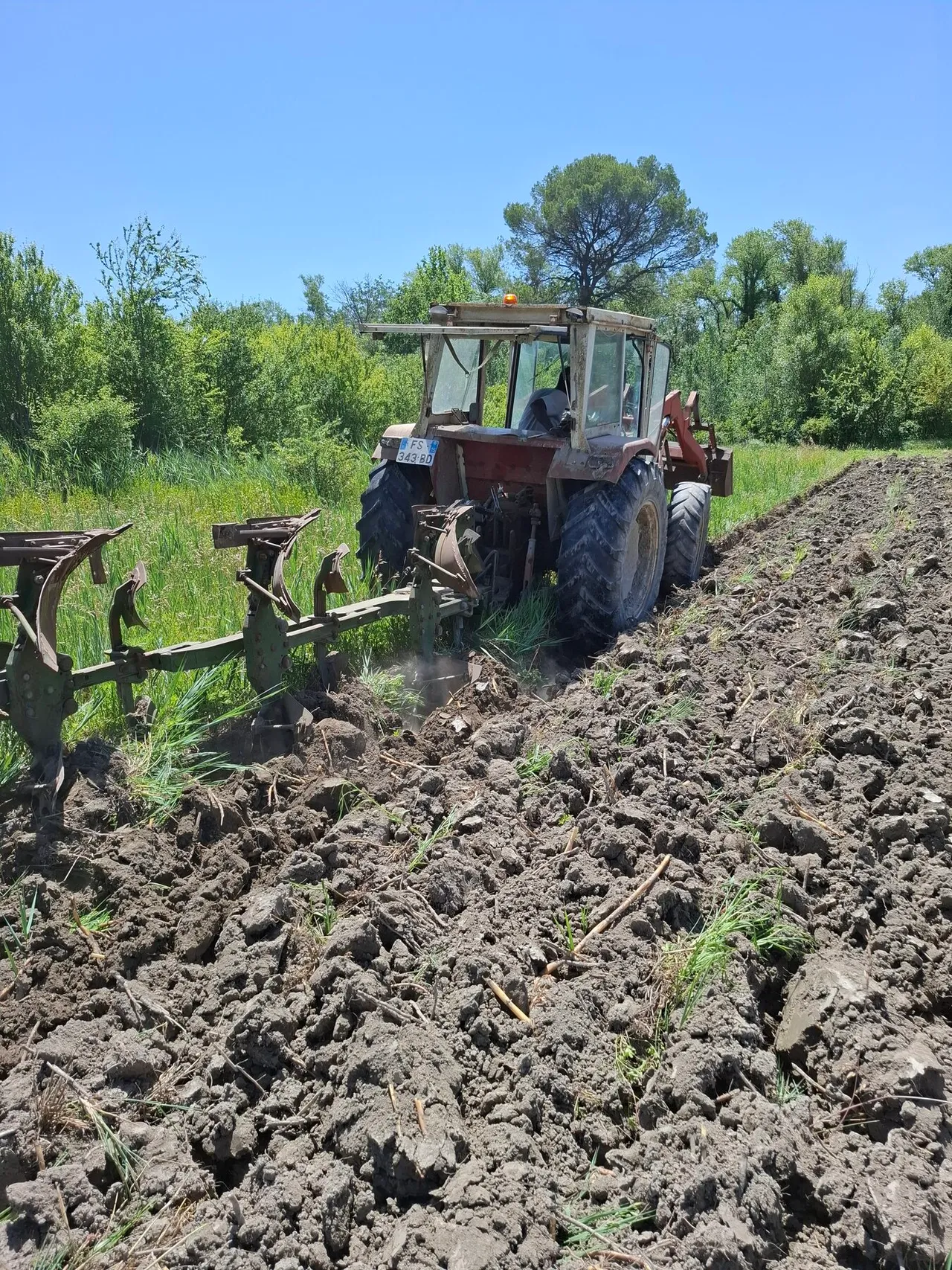 Labour profond au tracteur pour sectionner les rhizomes de cannes et de roseaux encore plus bas sous la surface.