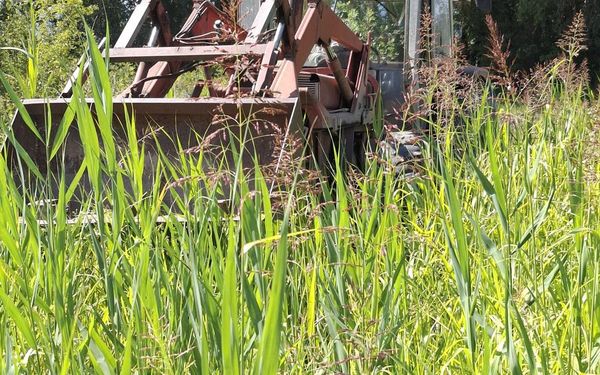 Cannes de Provence plus hautes que le tracteur sur le terrain en Durance de Canopée
