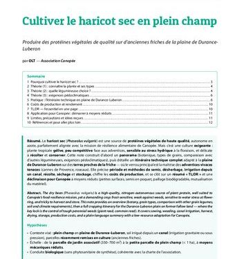Culture de haricot sec en plein champ