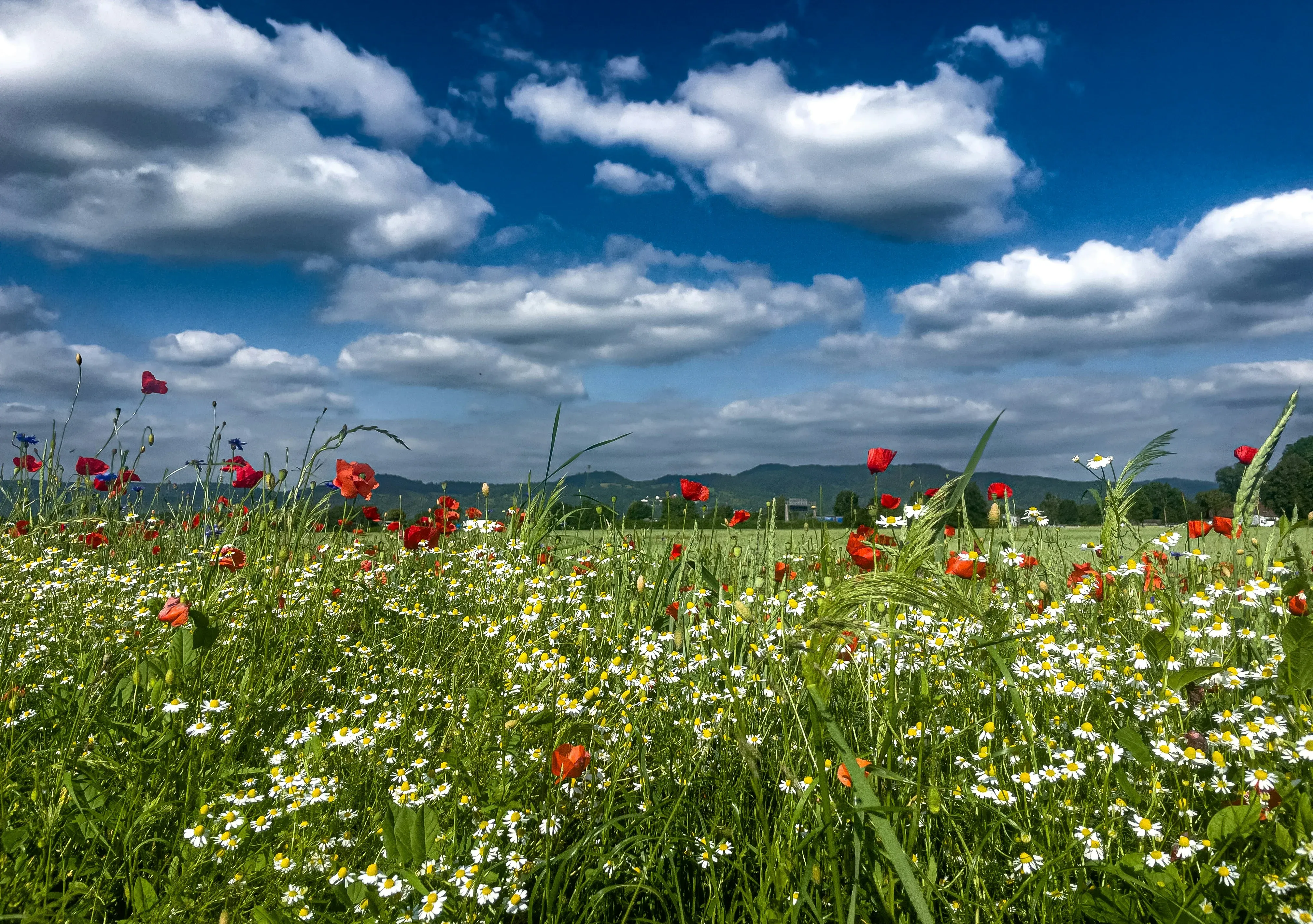 Le Luberon — territoire de l'association Canopée